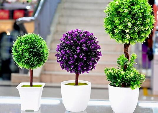 居家绿植风水指南：客厅、卧室、阳台如何选植物旺家