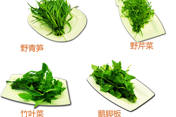 野營中誤食野菜中毒的急救與治療方法