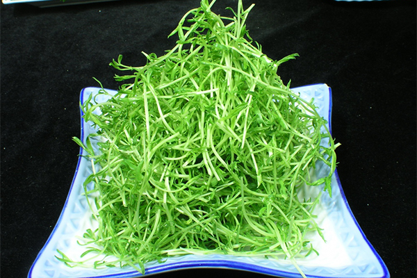 野營中誤食野菜中毒的急救與治療方法
