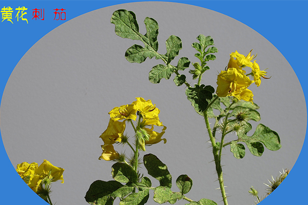警惕!黃花刺茄:牲畜誤食導致中毒的外來入侵植物