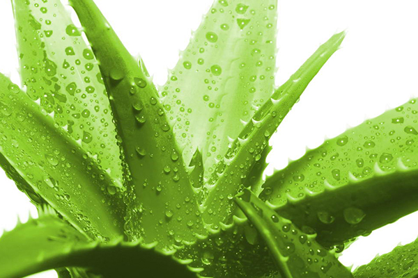 蘆荟中毒的急救措施與症狀處理