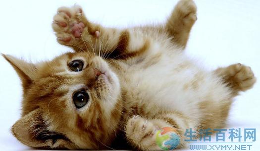 家有萌宠:家里猫毛怎么处理?