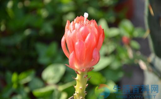 令箭荷花:外形特徵、環境影響與家居養護