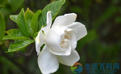 栀子花葉子發黃的原因與對策