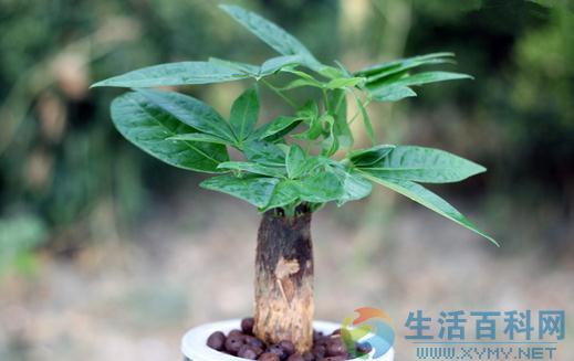 發財樹養殖指南:品種特徵與種植技巧