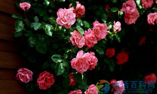 薔薇介紹:家居環境影響與養護要點