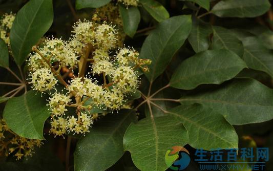 鴨腳木的特徵與花語