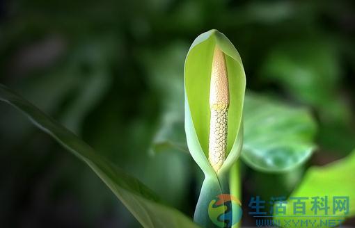 滴水观音是什么？滴水观音如何养护？