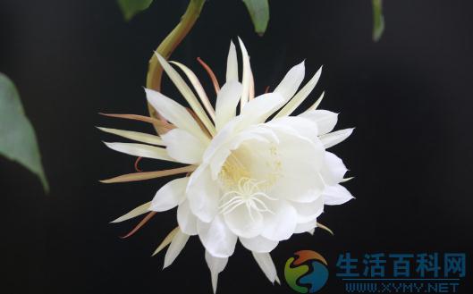 昙花對家居環境的影響