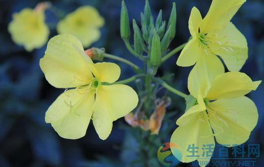 夜來香介紹:特徵、養護與家居環境影響