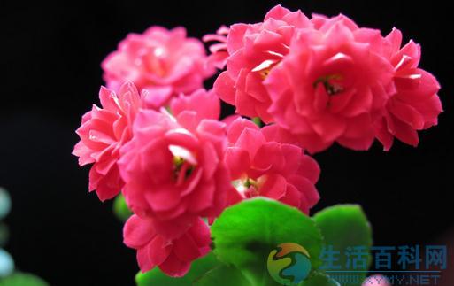 長壽花知多少？解析其對家居環境的獨特影響