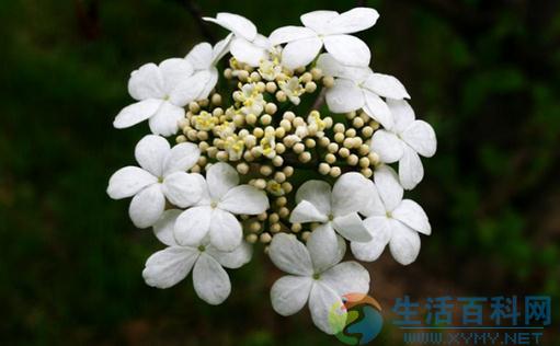 琼花的养殖方法与栽培要点