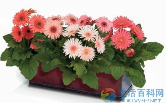 室內養花光線不足的彌補方法