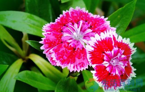 米蘭花介紹與家居環境影響