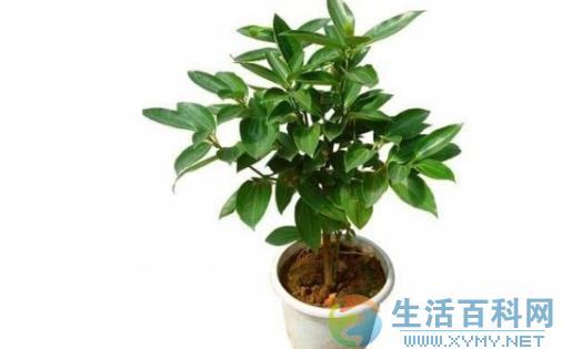平安樹的養殖方法：簡介、環境需求與栽培要點