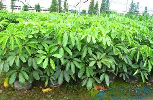 大葉傘的養殖方法與栽培要點