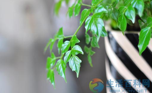 幸福樹是什麼？作用與養護全解析
