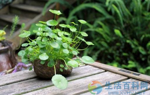 銅錢草全解析：家居環境影響與養護要點