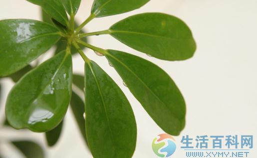 搖錢樹的養殖方法與特徵介紹