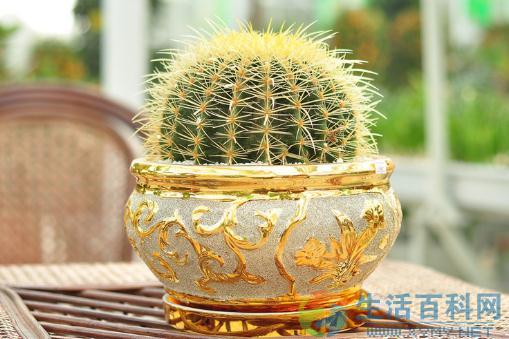 金琥的养殖方法及注意事项