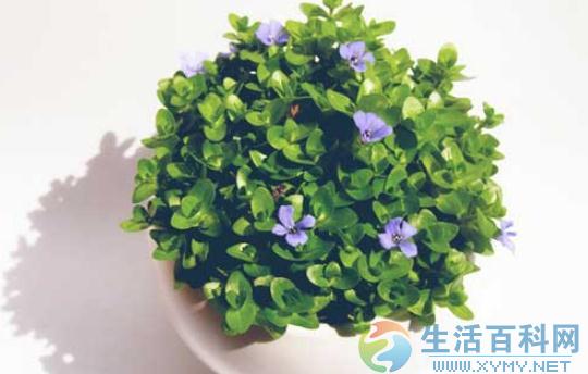 盆栽花卉虫害巧治：綠色防禦指南