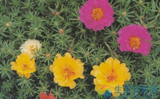 盆花土壤栽培到無土栽培:完整轉換指南