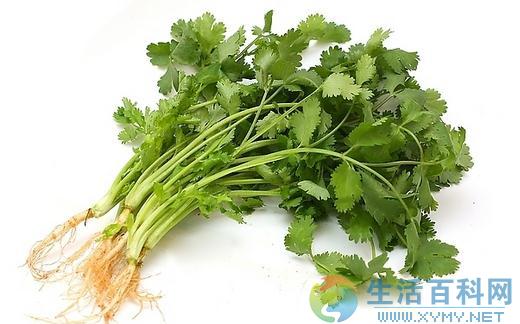 香菜種植指南|9-10月為最佳時期,教你正確播種與管理