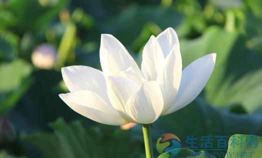 陽台花卉擺放指南:選擇與佈景技巧