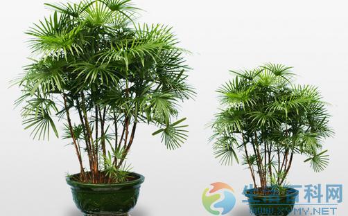 棕竹养护技巧与特征介绍