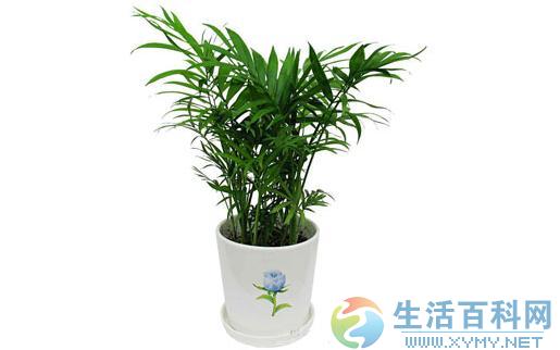 袖珍椰子養殖指南:定義、環境需求與繁育要點