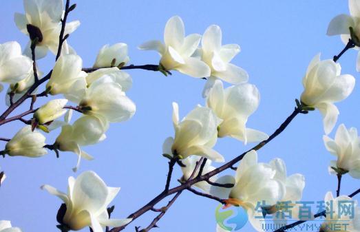白玉蘭的養殖方法與栽培要點