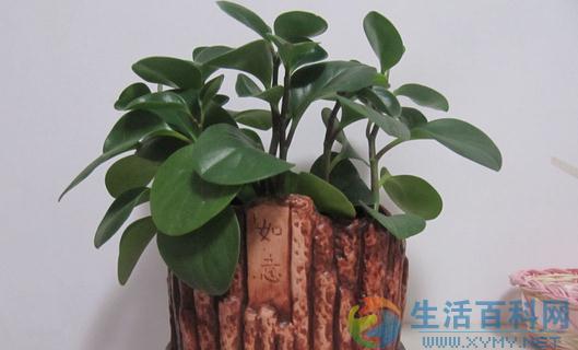 豆瓣綠的養殖方法
