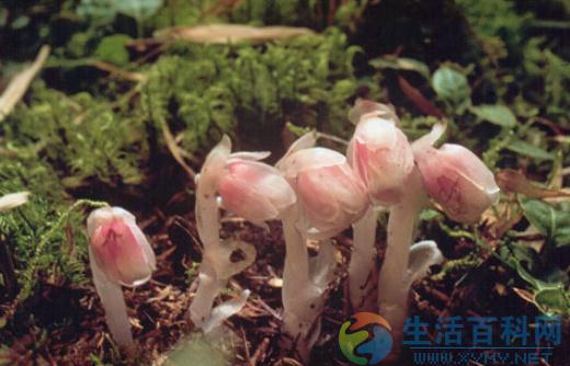 水晶蘭的簡介與養殖方法