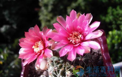 绯花玉怎樣養殖?簡介與栽培要點