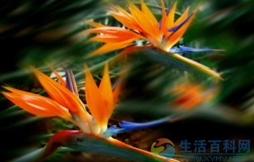 天堂鳥花養殖指南:簡介與實用技巧