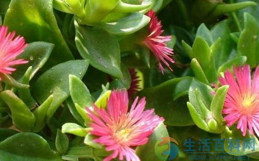 玉樹花介紹與養殖方法