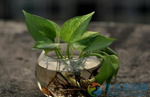 家庭盆栽观叶植物介绍