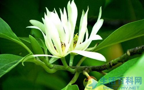 北方种植白兰花的实用技巧与养护要点