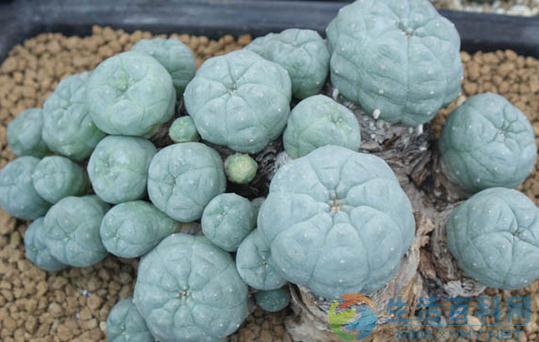 烏羽玉種植與養殖指南