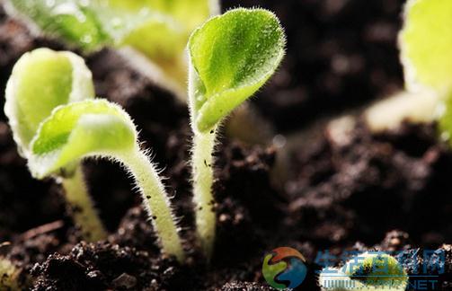 盆栽土壤消毒的五種實用方法