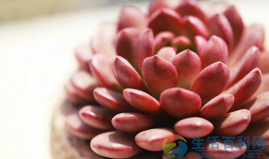 冬季多肉植物冻伤怎么办?
