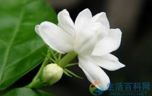 花盆生虫怎么办?13种天然方法轻松解决