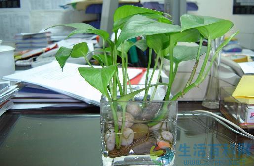 水培花卉換水洗根技巧與原因解析