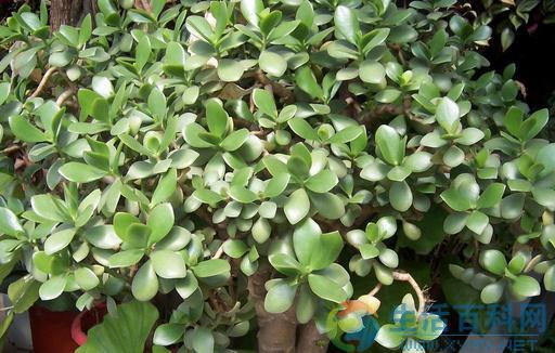 玉樹養殖指南:盆栽方法、病蟲害防治與注意事項