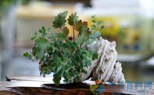 盆栽澆水時間大盤點:多肉與喜水植物養護指南