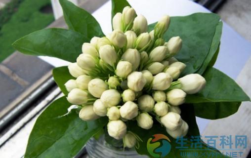 盆栽茉莉花多開花技巧:土壤、光照與施肥要點
