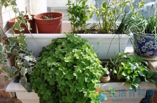 常用花卉浇水时间表与养护要点