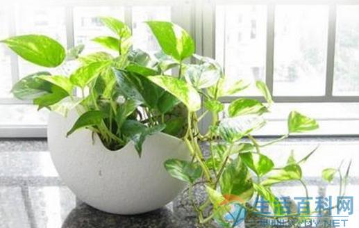 綠蘿葉子發黃了怎麼辦?原因與解決方法全解析