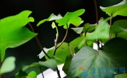 盆栽常青藤养殖指南与土壤要求详解