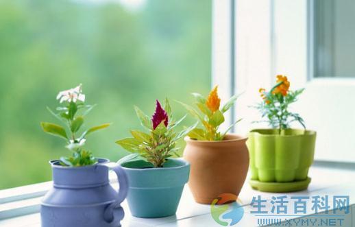 養花高手必看:6個實用技巧讓你家花卉健康生長